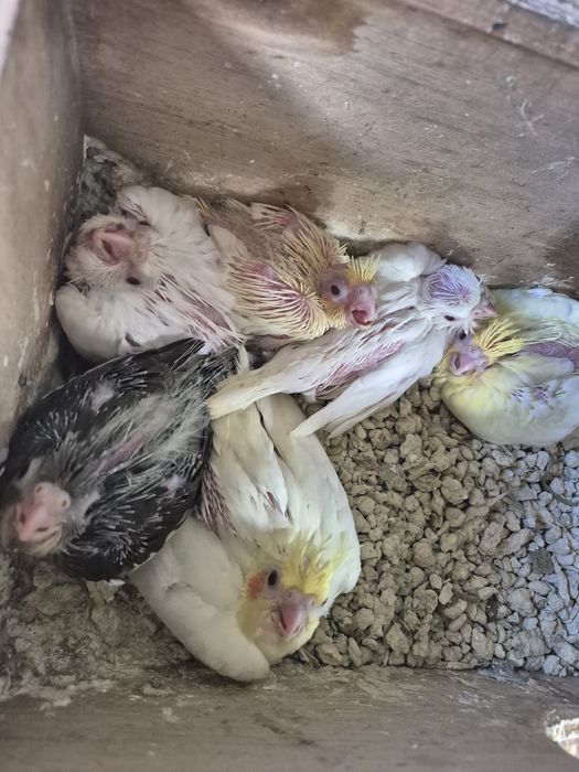 Caturras lutina e  albina