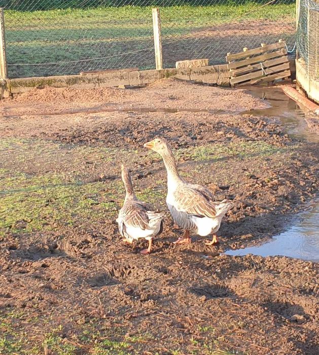 Patos gansos Toulouse
