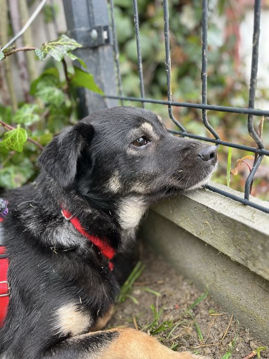 Moly szuka pilnie domu