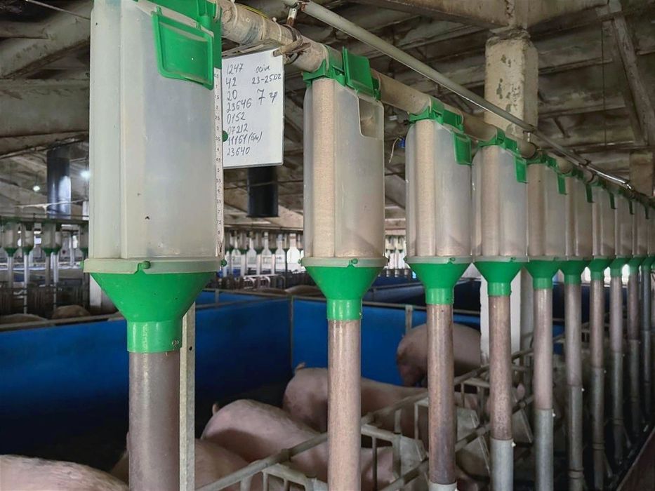 Продаж Діючої Свиноферми!