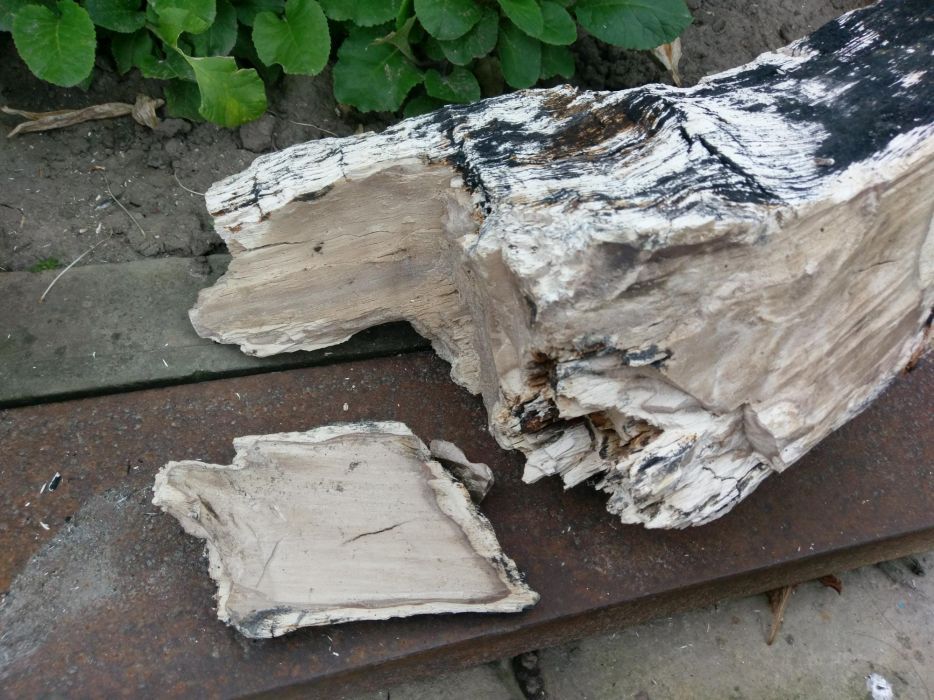 Скам’яніле дерево