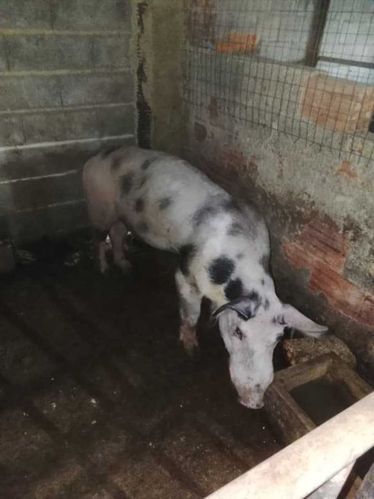 Porco inteiro (barrasco)