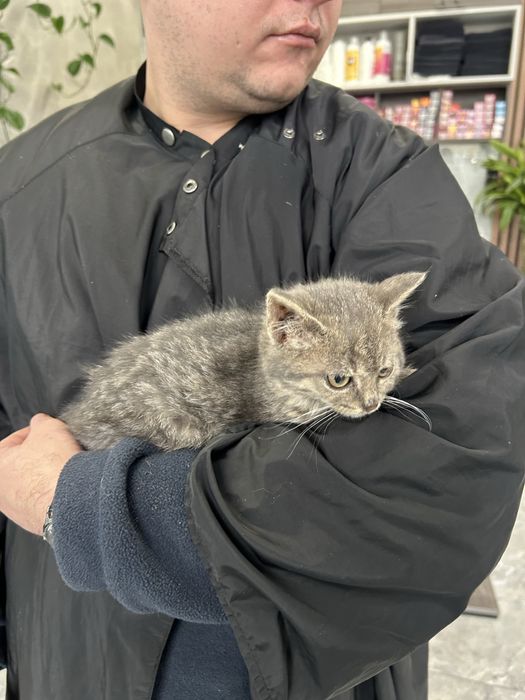 Отдам в хорошие руки Котят