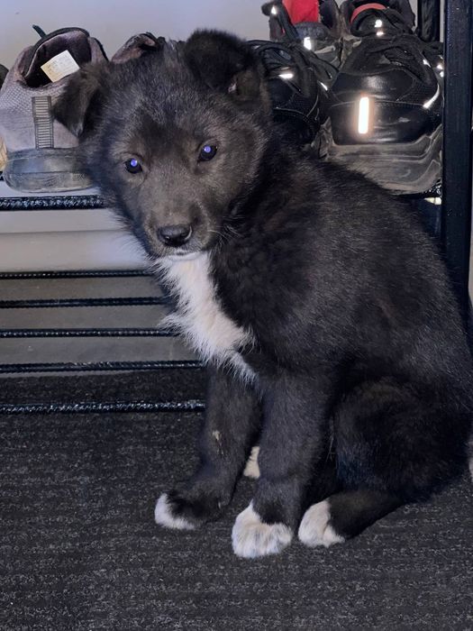 віддам в добрі руки