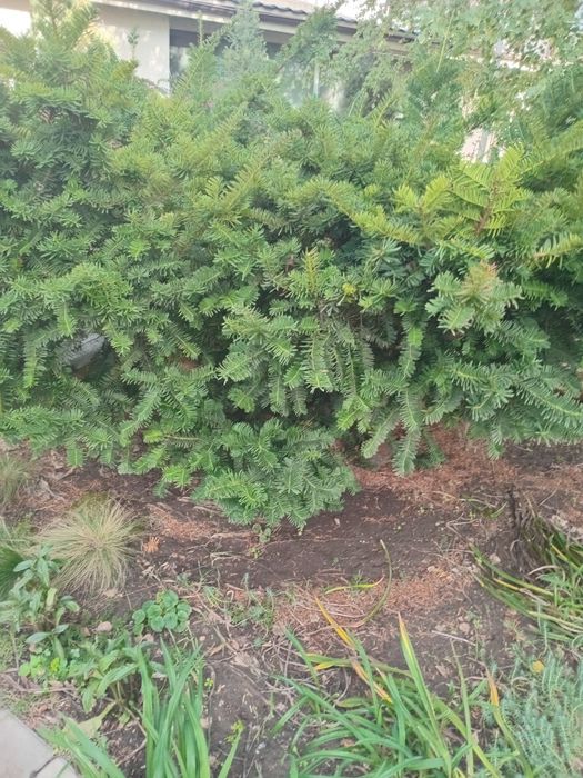 Тис ягодный Хикси