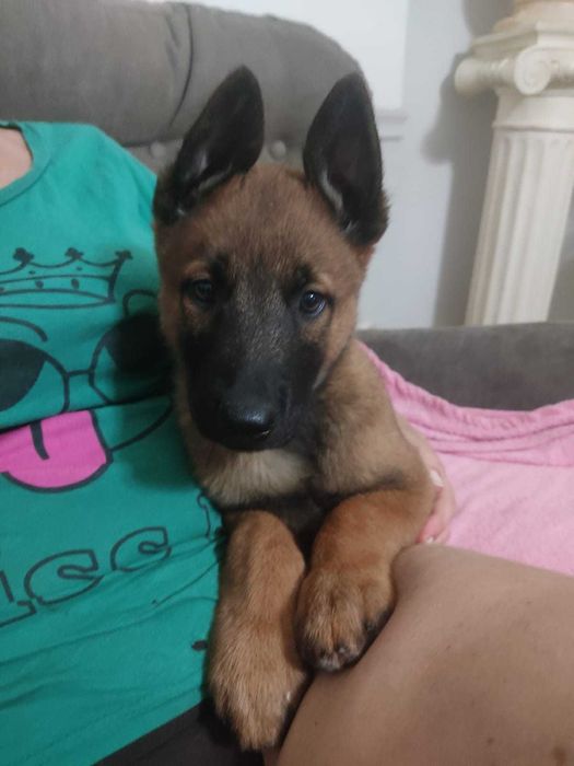 Owczarek Belgijski Malinois szczeniak