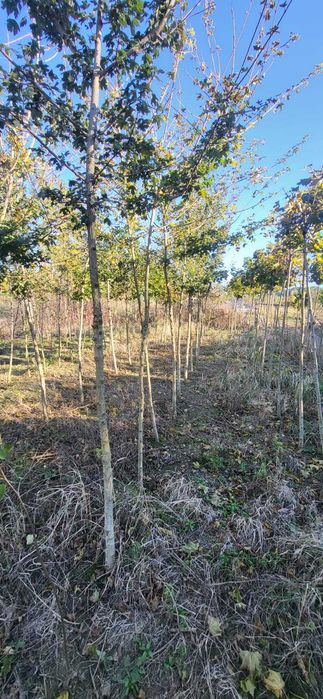klon lipa brzoza robinia dąb drzewa alejowe  do nasadzen zastępczych