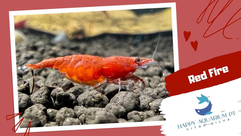happyaquarium.pt - Neocaridina Red Fire