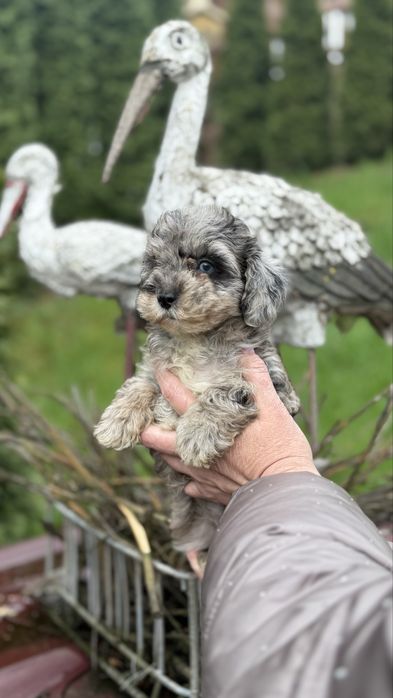 Лількова дівчинка з блакитними очками