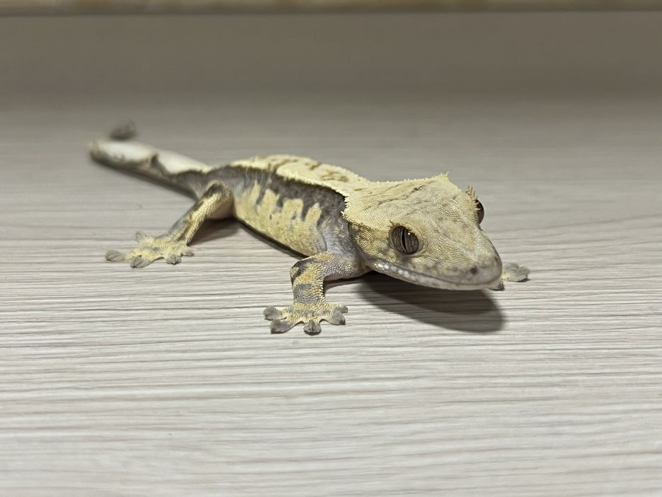 Gekon orzęsiony gekony orzęsione duży wybór