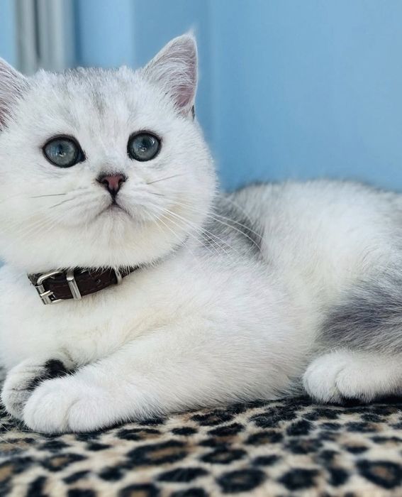 Шотландські кошенята срібна шиншила дівчинка шотландский котёнок