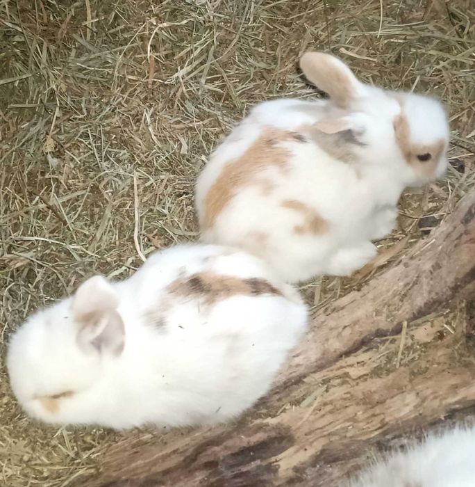 2 Coelhos anões disponiveis