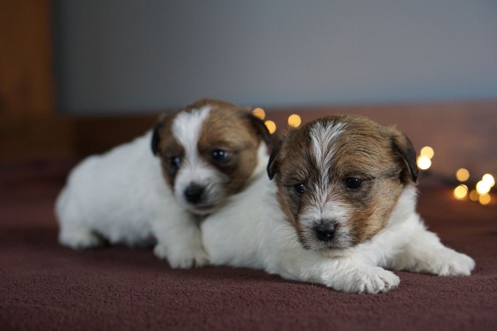 Szczenię z oficjalnej hodowli FCI  ZKwP oddz.  Chojnice