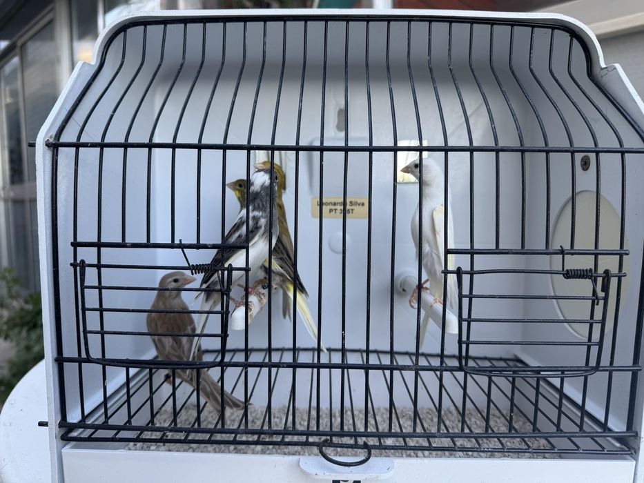 Canários de várias raças