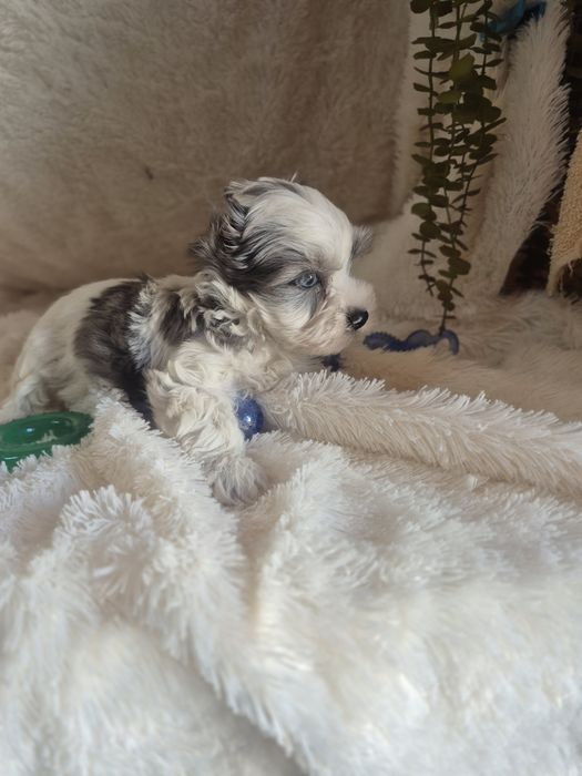 Biewer Terrier Macho Blue berry Criadora Registada PT 3088 FL