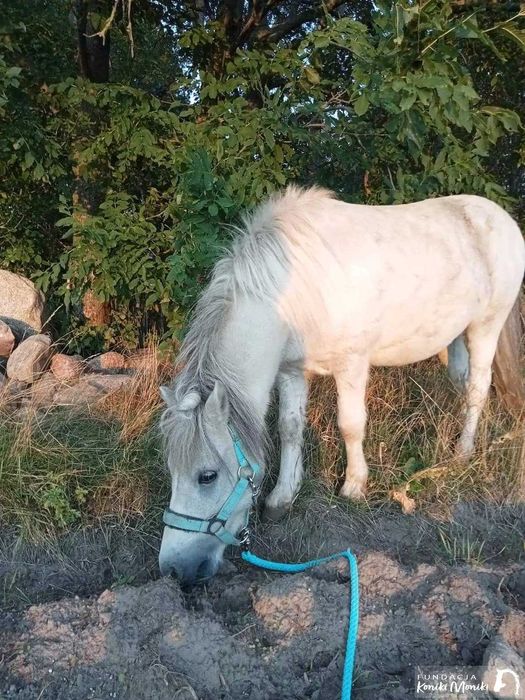 Patryczek - bajkowy kucyk do bezpłatnej adopcji