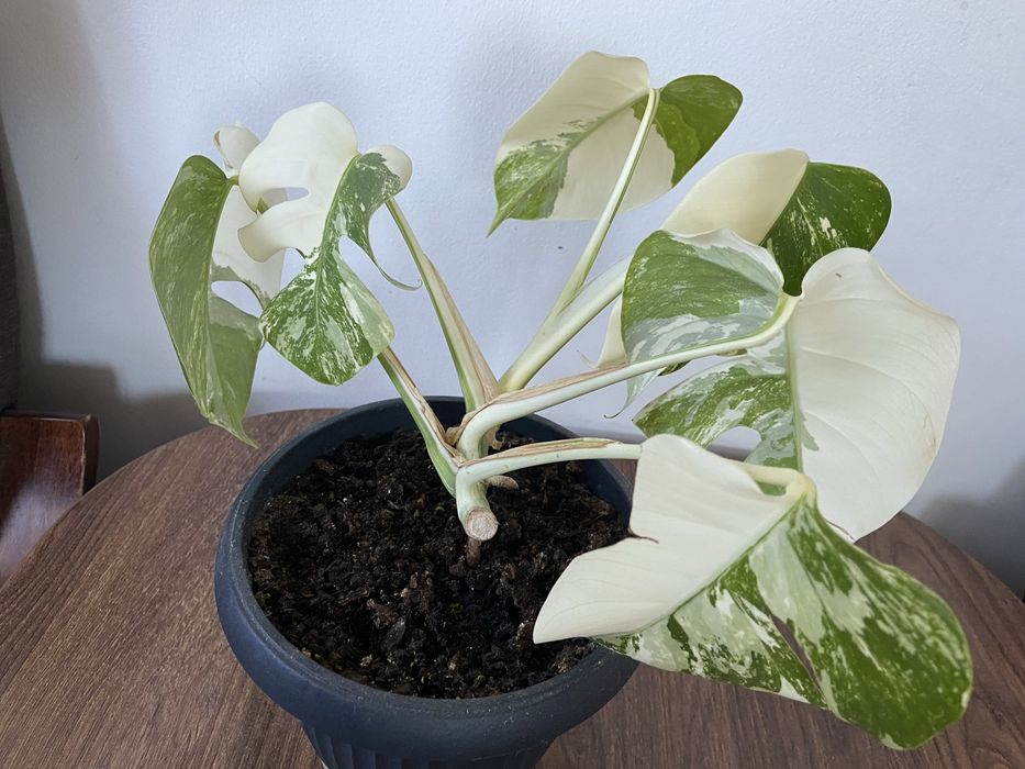 Monstera variegata