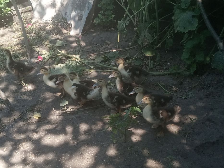 Продаємо індоутята