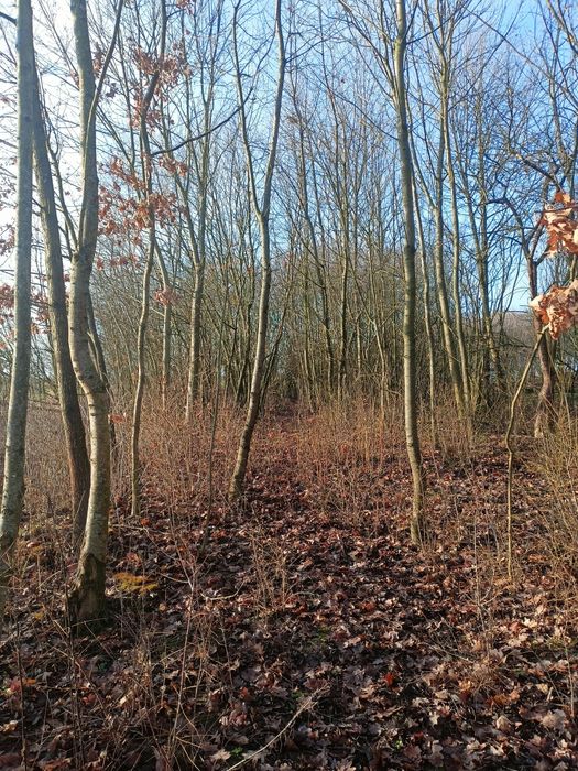 Usługi rębakiem spalinowym, Wycinka drzew i krzewów, Karczowanie dział