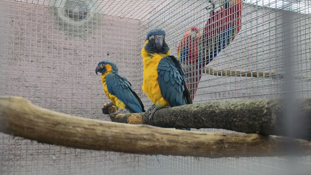 Araras, papagaios,cacatuas