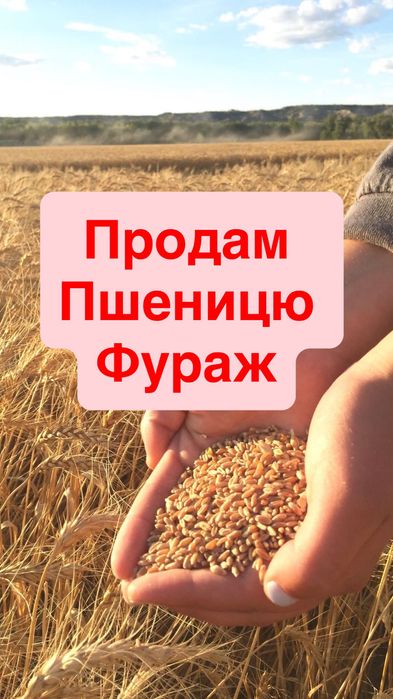 Пшениця Ячмінь Біла Церква