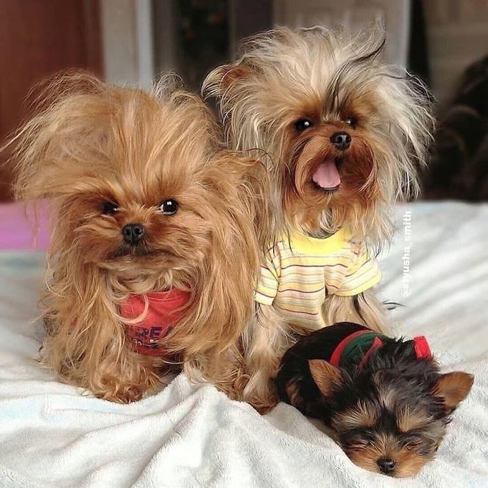 Перлинка-йорк2021