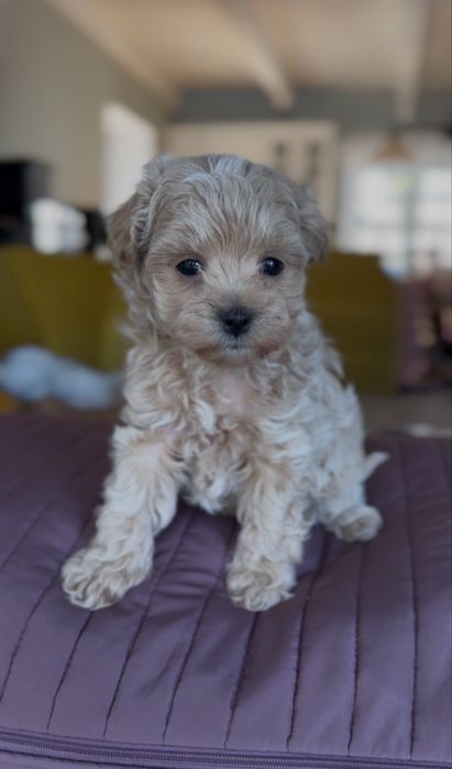 Maltipoo suczka