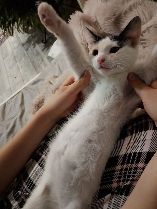 Malutka kicia do adopcji