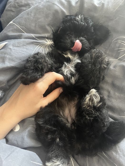 Szczeniaczek morkie