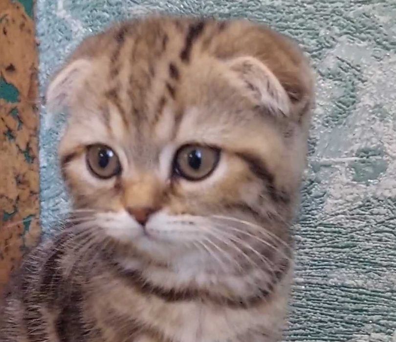 Шотландская вислоухая, Scottish fold, скоттиш фолд, питомник