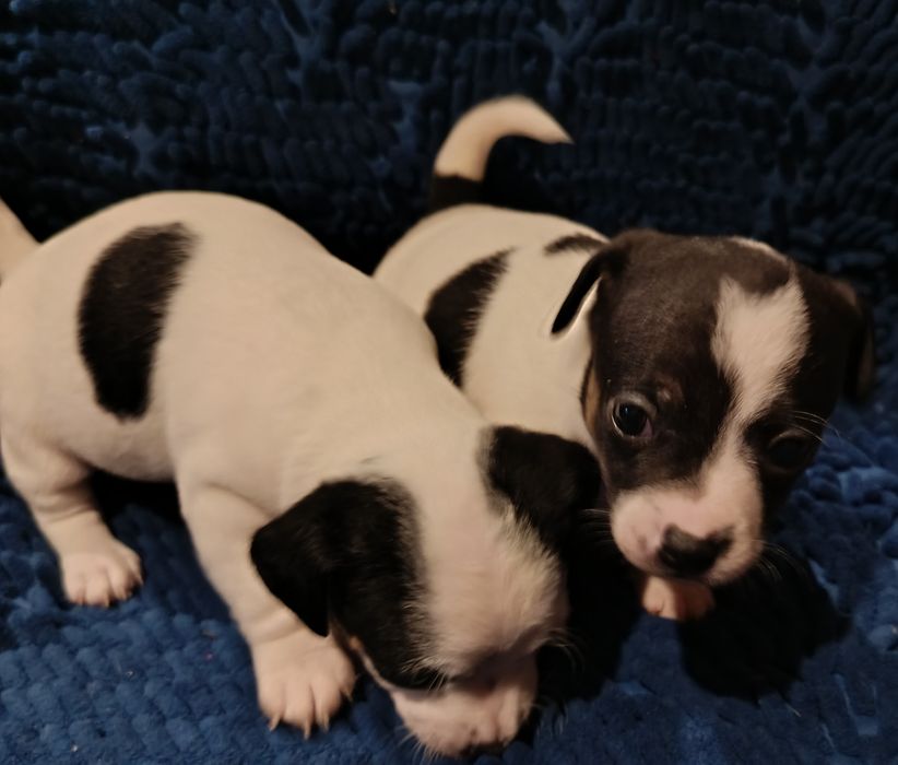 Джек Рассел малюки