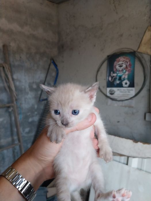 Ofereço gatinhos pequenos