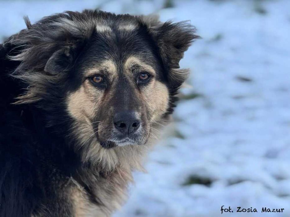 Bercik - duży i pocieszny kudłacz szuka nowego domu z ogrodem 362/25