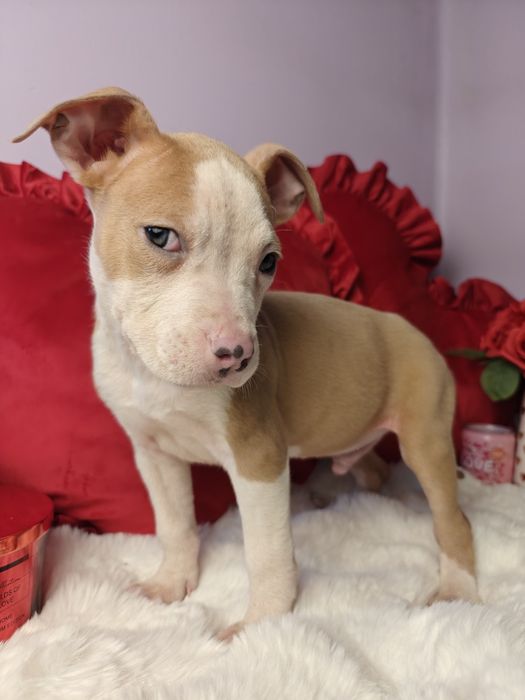 Kochany piesek Amstaff!