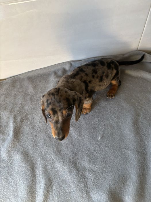 Teckel femea miniatura de pelo curto