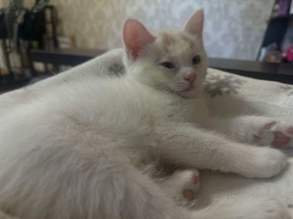 Віддається кошеня