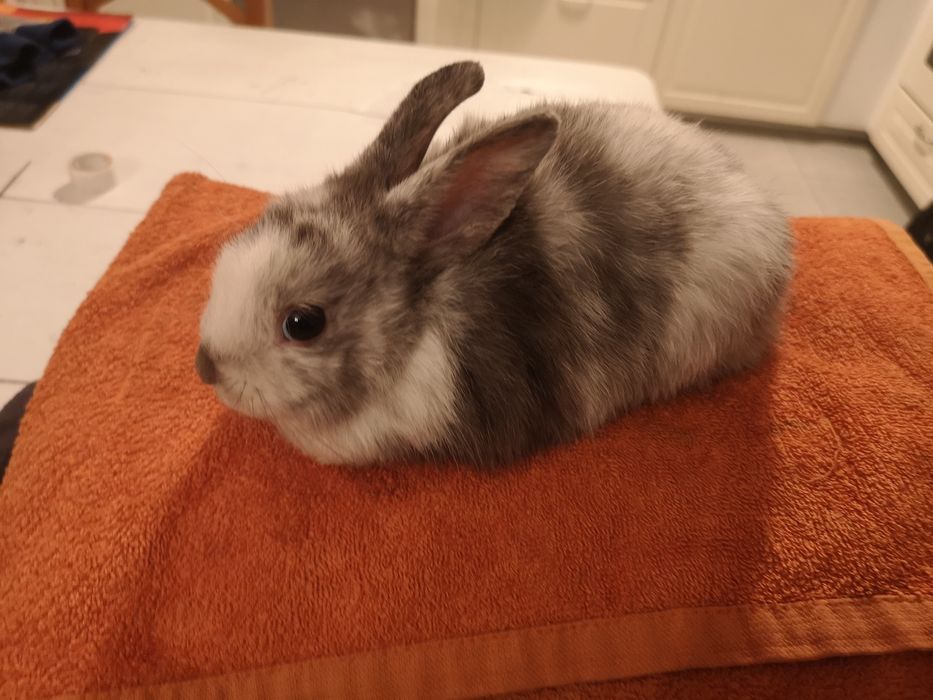 Lionhead młode króliczki