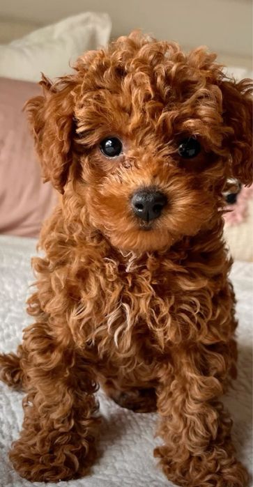 ТОР‼️Super mini ред браун Мальтипу ф2. Мальтийская болонка Той пудель