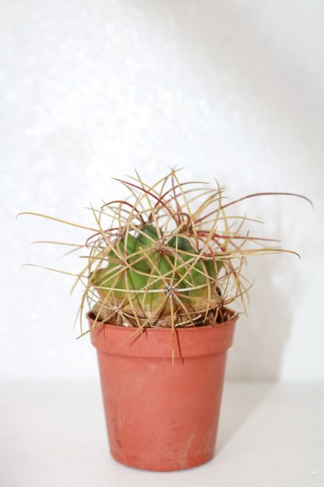 Vendo vários cactos