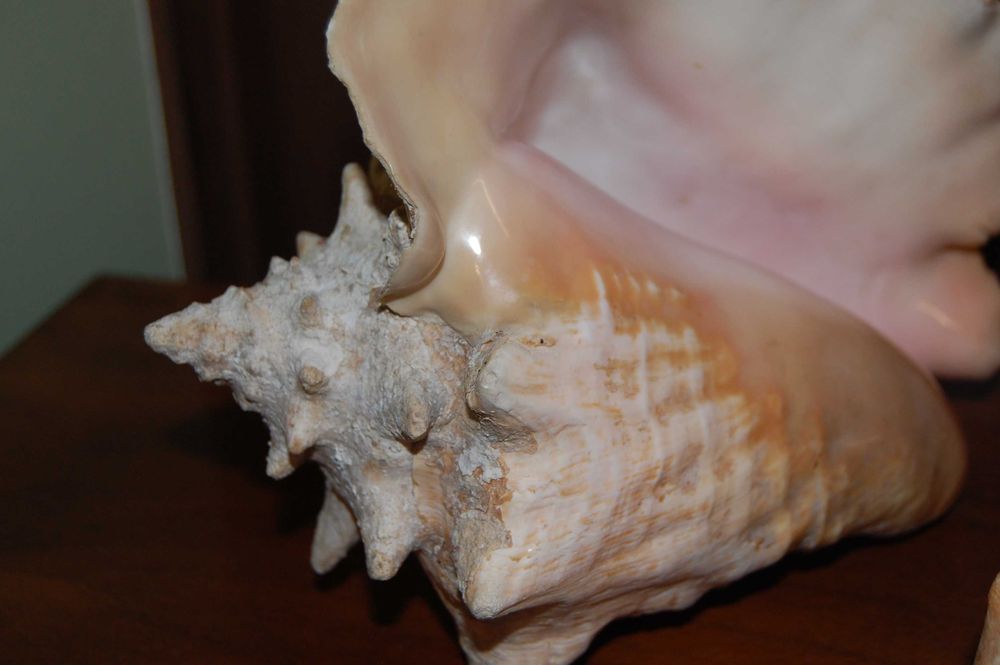 Большая океанская ракушка Куба 60-70е Велика океанська мушля