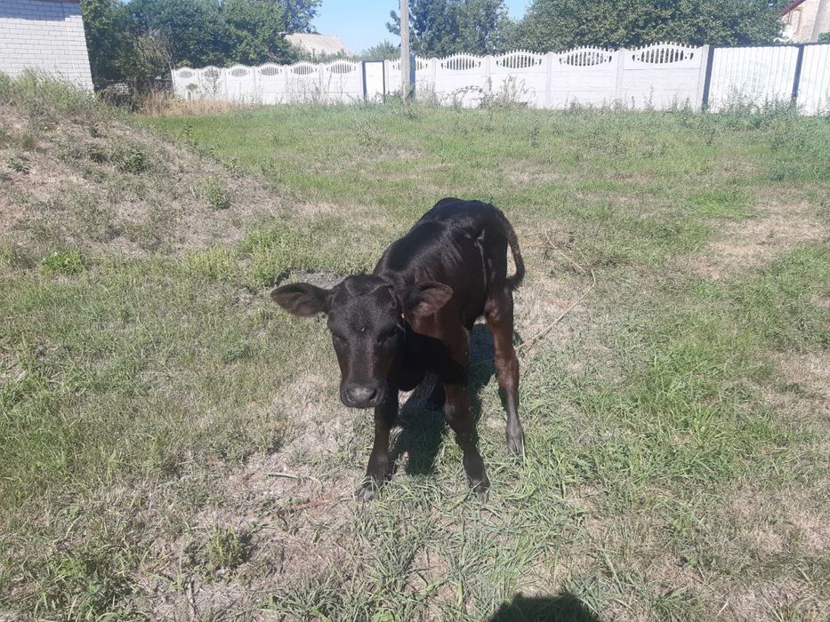 Продам теличку, народжена 28.07.25
