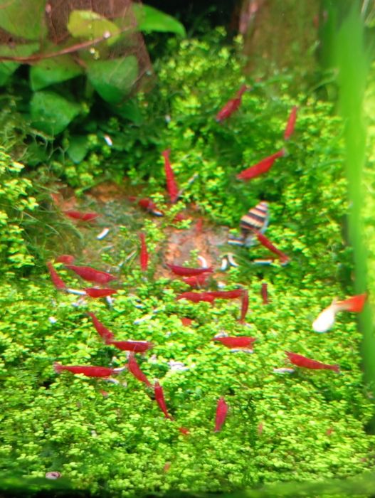 Neocaridina Red Saqura