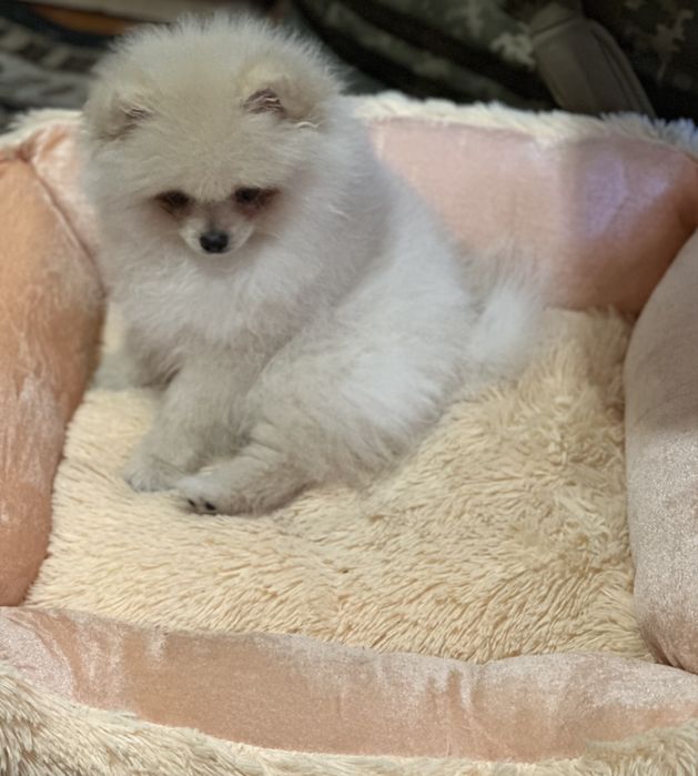 Пух подшорсток померанского шпица