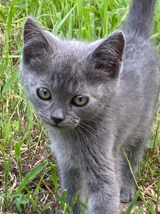 Котик шукає домівку