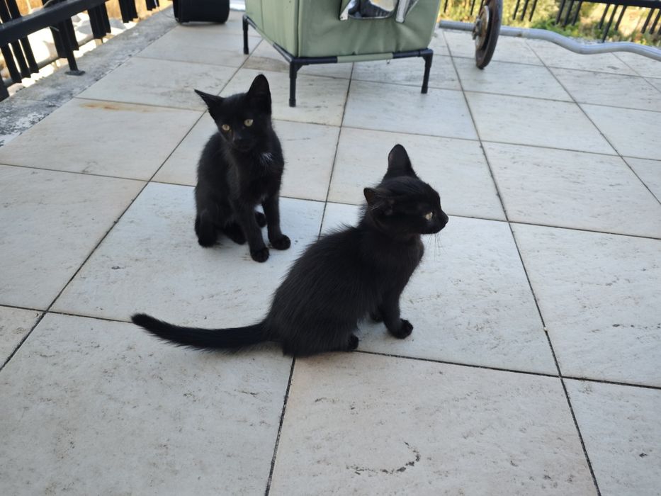 Gatinhos para dar