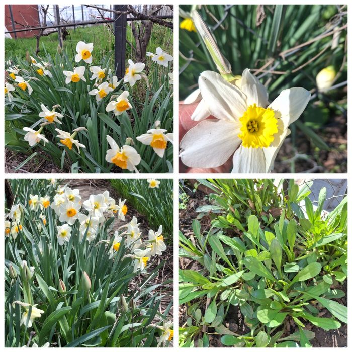 Садовые цветы, свои