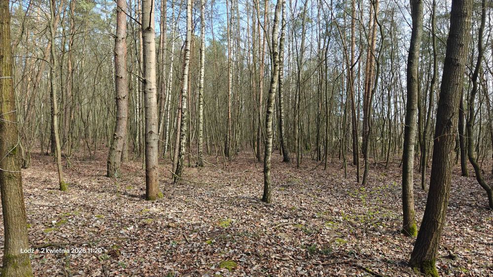 Działka Feliksin - Widok 3