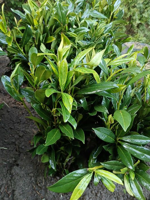 Laurowisnia novita , caucasica 14,99 zl