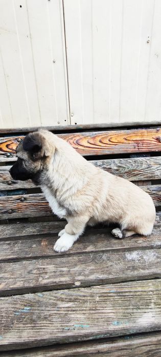 Віддам в добрі руки собачку-хлопчика