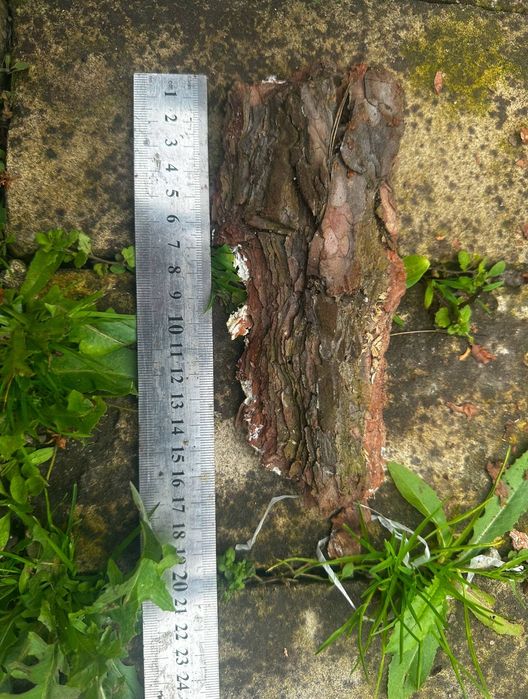 Кора фракція1 фракція2